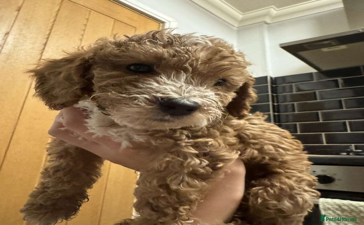Cockapoo dogs - Advert 4