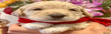 Goldendoodle 8