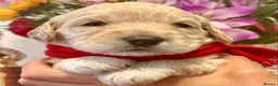 Goldendoodle dogs for sale: STUNNING AUSTRALIAN GOLDENDOODLE PUPPIES! - Advert 8