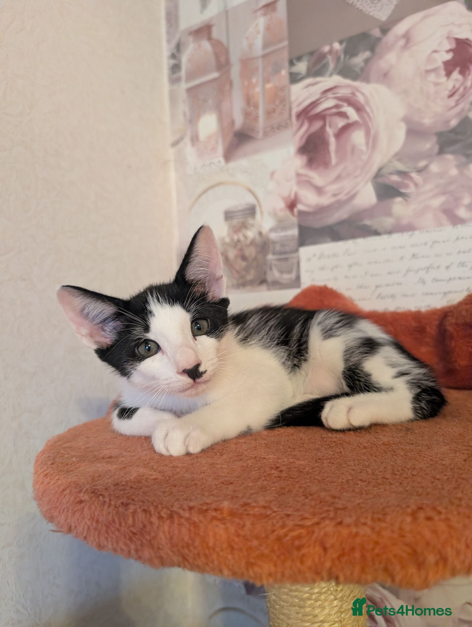 Oriental cats Mixed Oriental kittens ready for their new home  - Advert 1