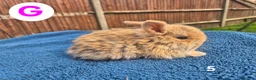 Mini Lop rabbits for sale: 3 x litters of gorgeous mini lop babies - Advert 14