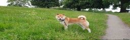 Japanese Shiba Inu dogs for sale:  **  Purebred Japanese Shiba Inu 🐕 - Advert 2