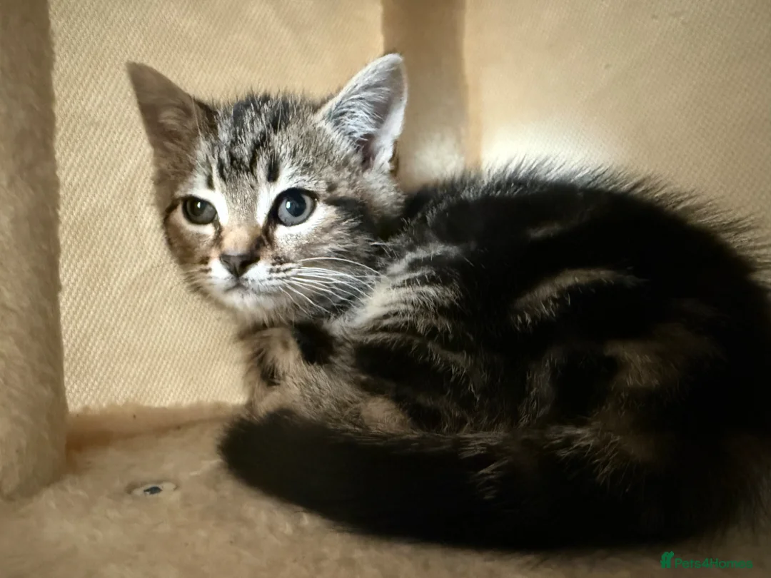 Mixed Breed cats for sale: Mixed breed kitten - Advert 3
