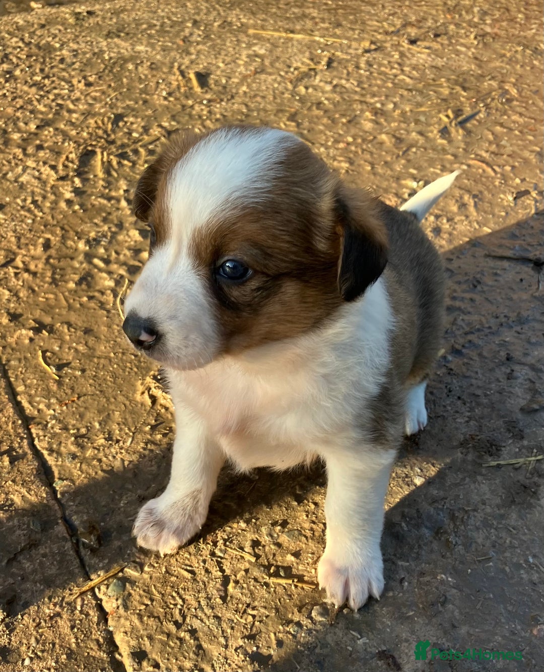 Border Collie dogs for sale: Five beautiful well grown Border Collie pups - Advert 2