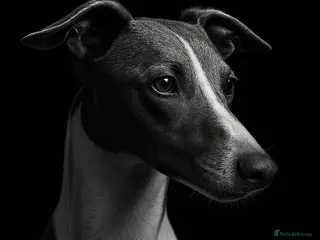 Italian Greyhound dogs 7/8 Italian Greyhound, 1/8 Whippet Puppies Due - Advert 3