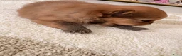 Pomeranian dogs for sale: Pomeranian Puppies - Advert 2