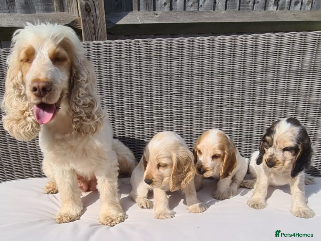 Cocker Spaniel dogs for sale: KC Showtype Cocker Spaniel Boy - Image 8