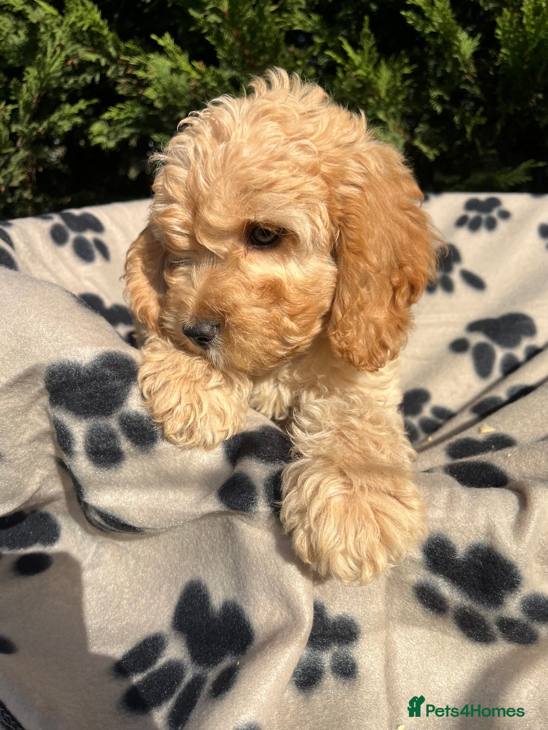Cockapoo dogs for sale: 5 lovely f1 cockapoos  - Image 5