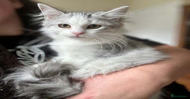 Siberian cats - Advert 1