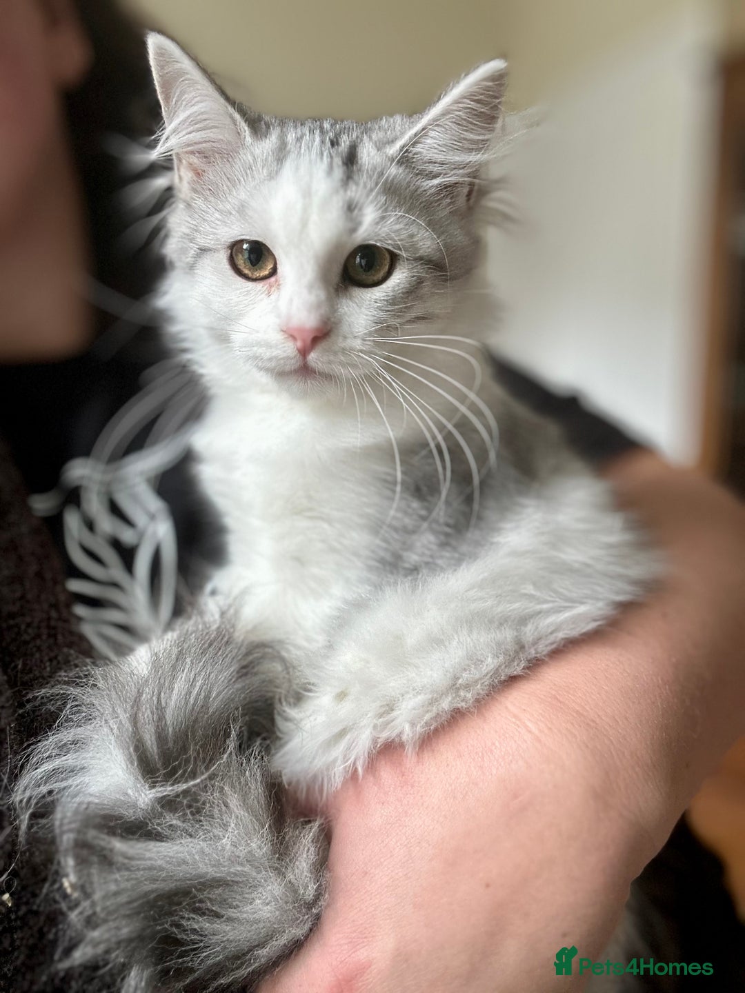 Siberian cats for sale: TICA Siberian kittens hypoallergenic & loving - Image 2