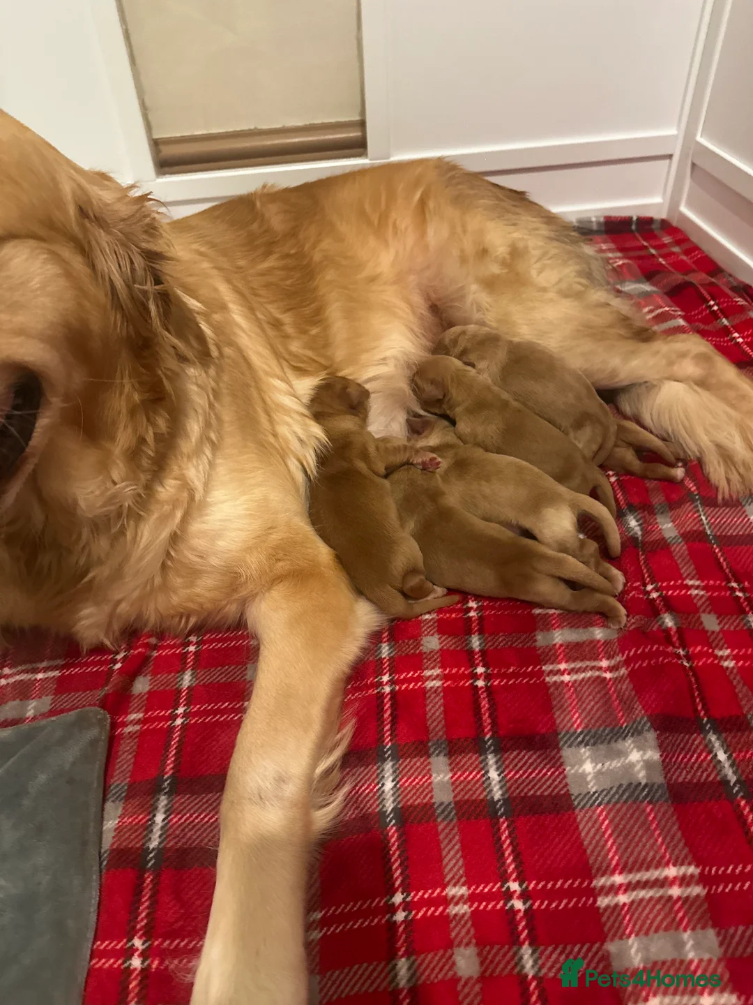 Golden Retriever dogs for sale: DARK GOLDEN RETRIEVER KC REG PEDIGREE 🐶  - Advert 9