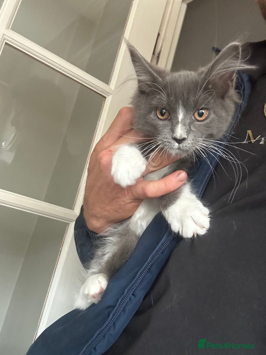 Maine Coon cats for sale: XXL READY NOW XXL - Image 3
