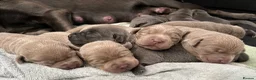 Labrador Retriever dogs for sale: ⭐Highest Health Tested Silvers & Charcoals⭐  - Advert 19
