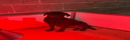 Labrador Retriever dogs for sale: Black chunky Labrador puppies  - Advert 2