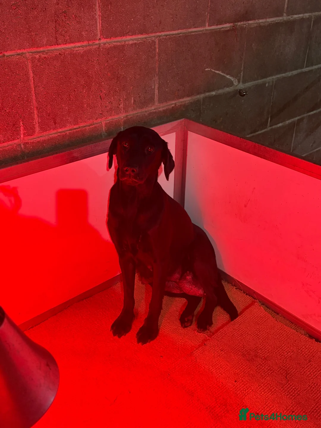 Labrador Retriever dogs for sale: Black chunky Labrador puppies  - Advert 2