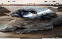 Shih Tzu dogs for sale: Female shih tzu  - Image 1