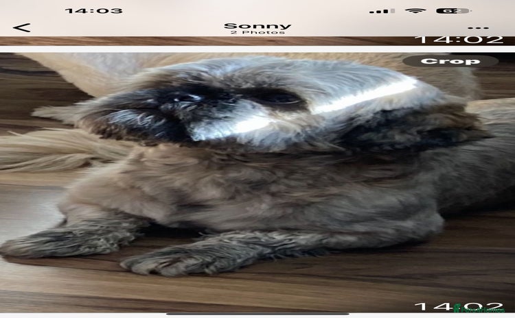 Shih Tzu dogs - Advert 4