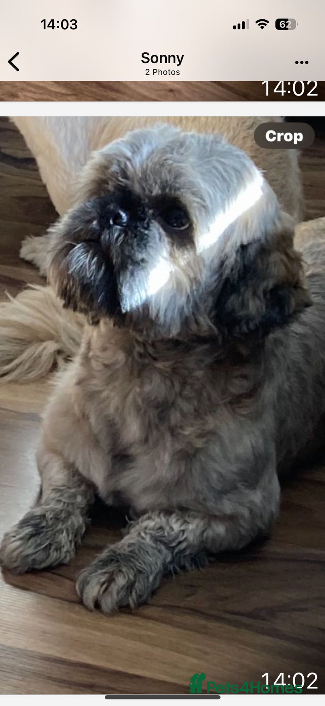 Shih Tzu dogs for sale: Female shih tzu  - Image 1