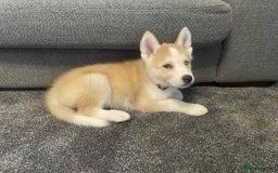 Siberian Husky dogs for sale: Female husky pup READY NOW  - Image 5