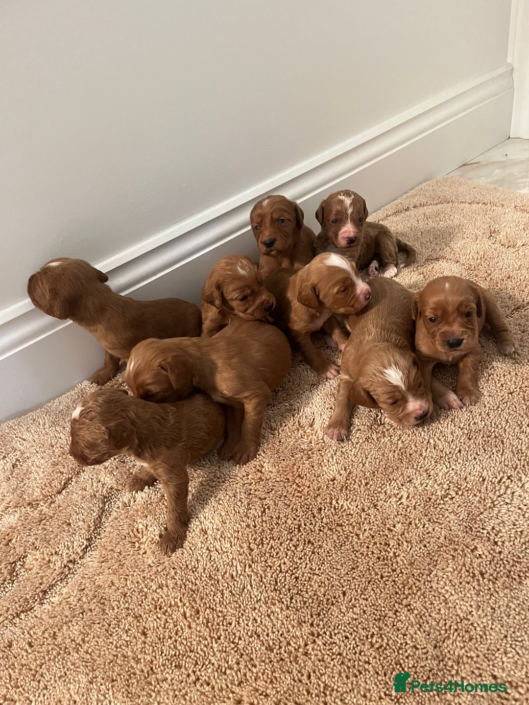 Cockapoo dogs for sale: Cockpoo puppies - Advert 3