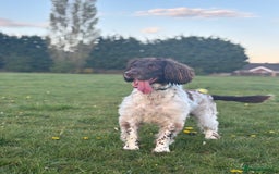 English Springer Spaniel dogs for sale: hi my name is bailey  - Image 3