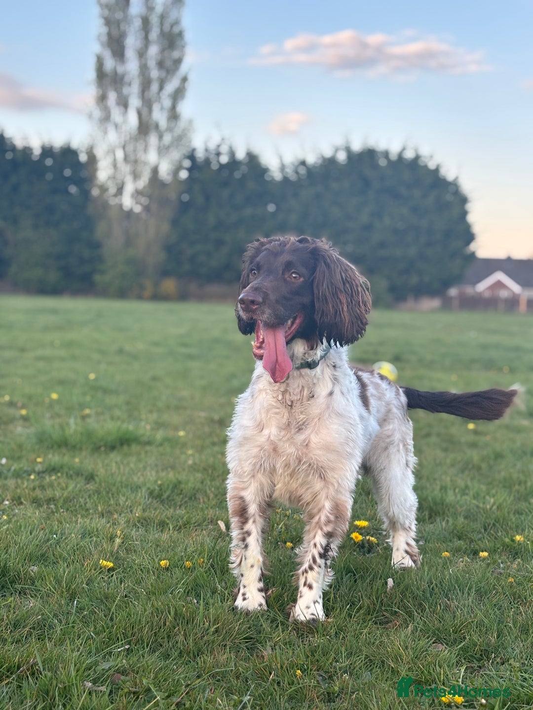English Springer Spaniel dogs for sale: hi my name is bailey  - Image 3