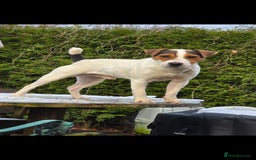 Jack Russell dogs for sale: Jack russel terrier dog - Image 2
