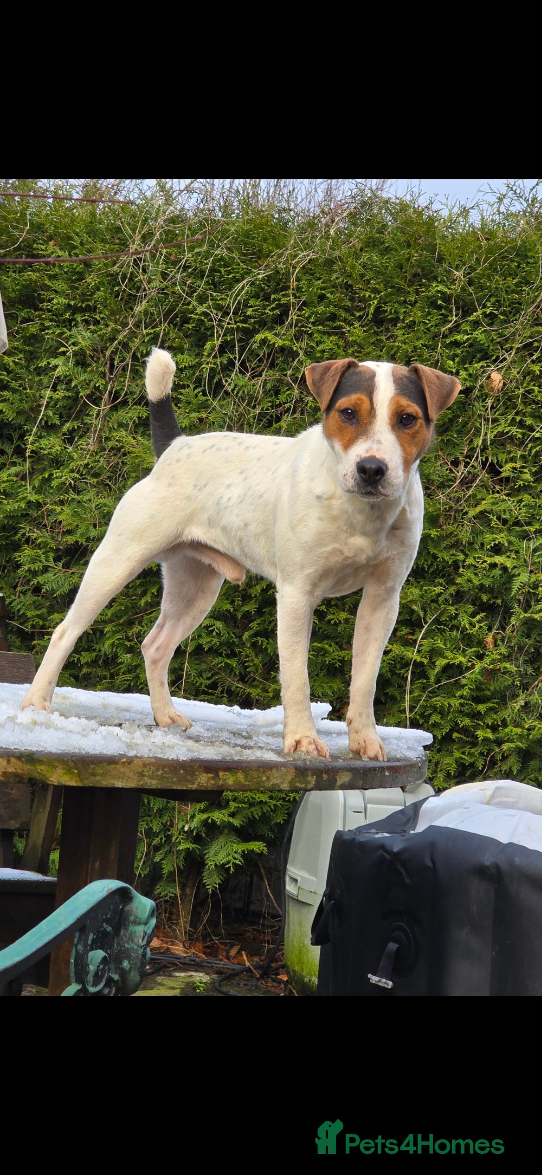 Jack Russell dogs for sale: Jack russel terrier dog - Image 2