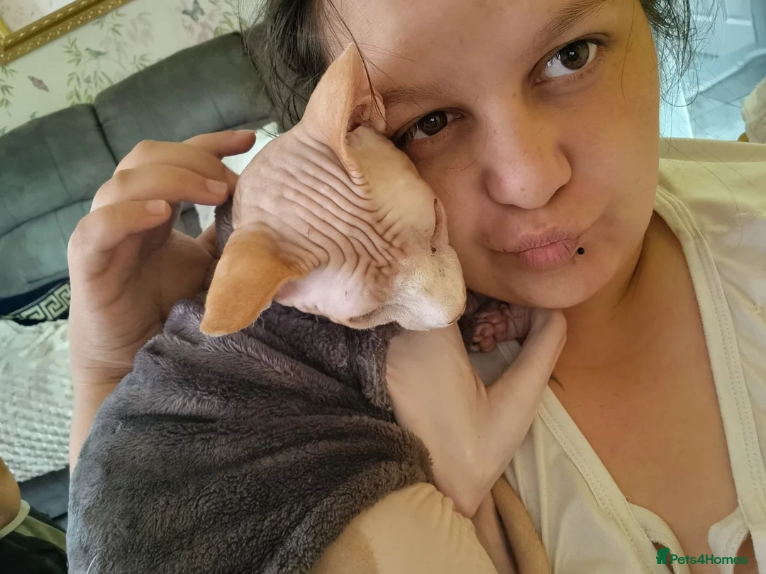 Sphynx cats for stud: Beautiful strong sphynx boy in Dewsbury - Advert 10