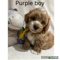 Maltipoo dogs Gorgeous Malshipoo - Advert 5