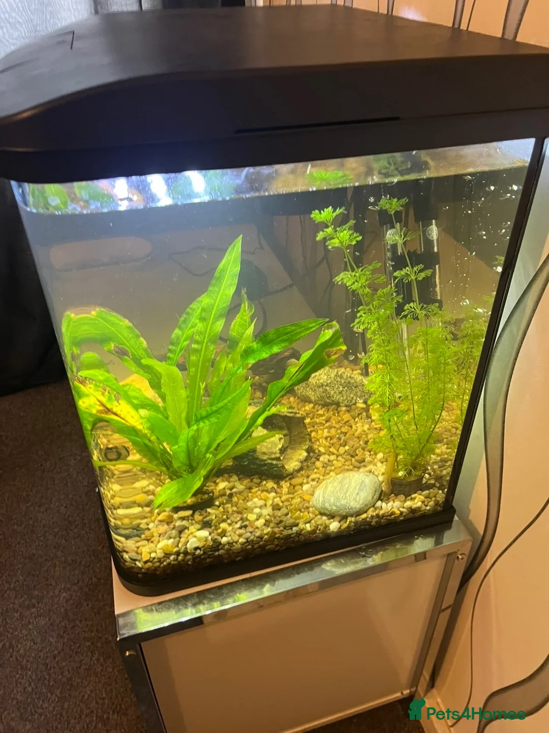 Barbs fish for sale: Fish tank and fish for sale  in Rotherham - Advert 2