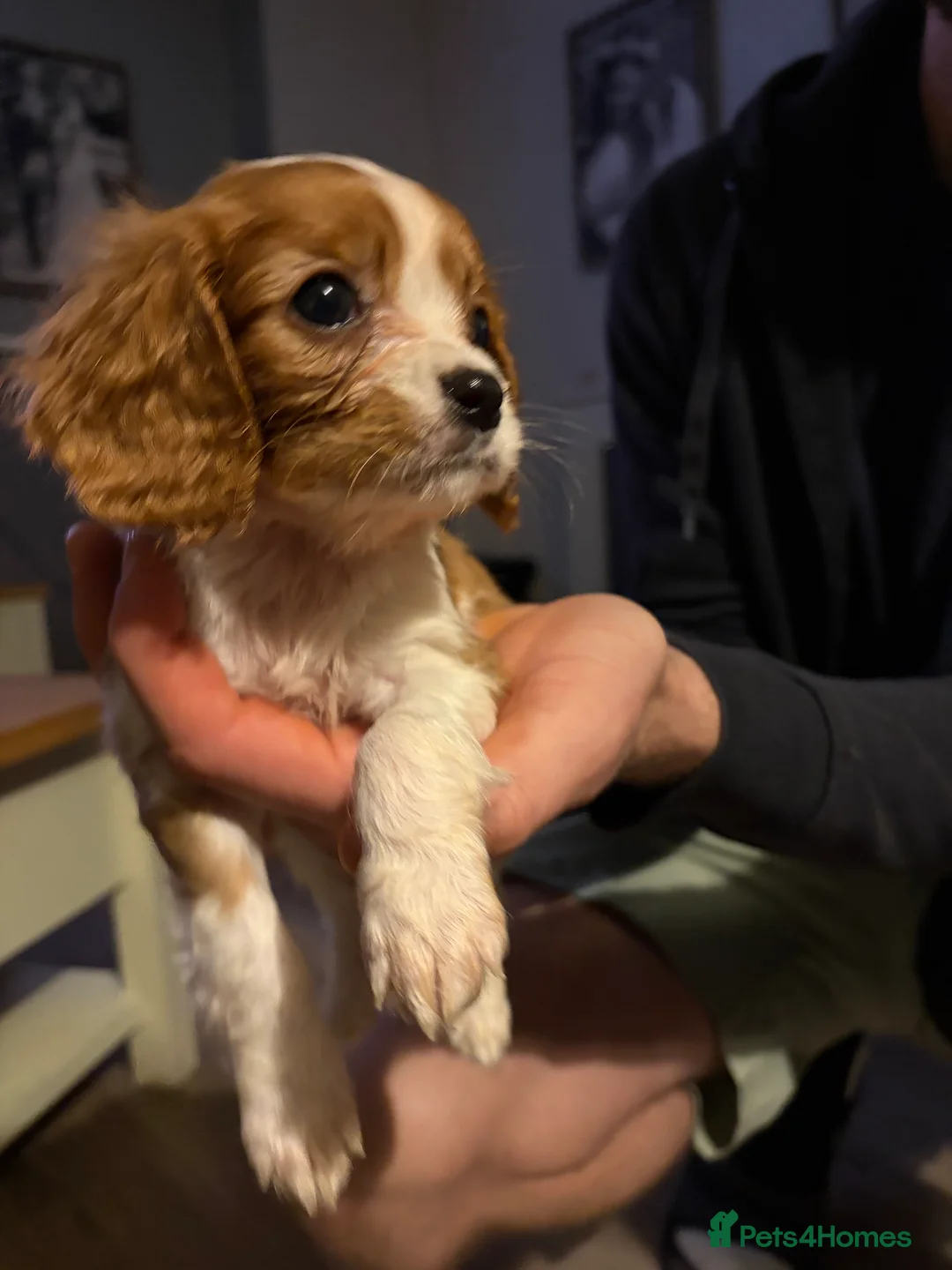 Cavalier King Charles Spaniel dogs for sale: Cavalier King Charles puppies  - Advert 9