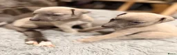 Whippet dogs for sale: Gorgeous Whippets Ready for forever Home - Advert 34