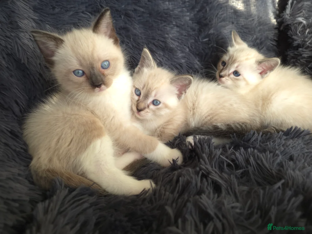 Ragdoll cats for sale: Ragdoll Cross Kittens  - Advert 12