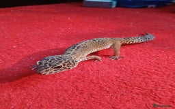 Leopard Gecko reptiles for sale: Baby's leopard geckos  in Rochester - Image 5