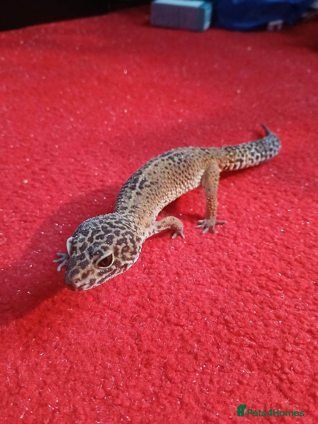 Leopard Gecko reptiles for sale: Baby's leopard geckos  in Rochester - Image 5