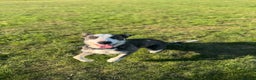 Mixed Breed dogs for sale: German shepherd cross border collie  - Advert 7