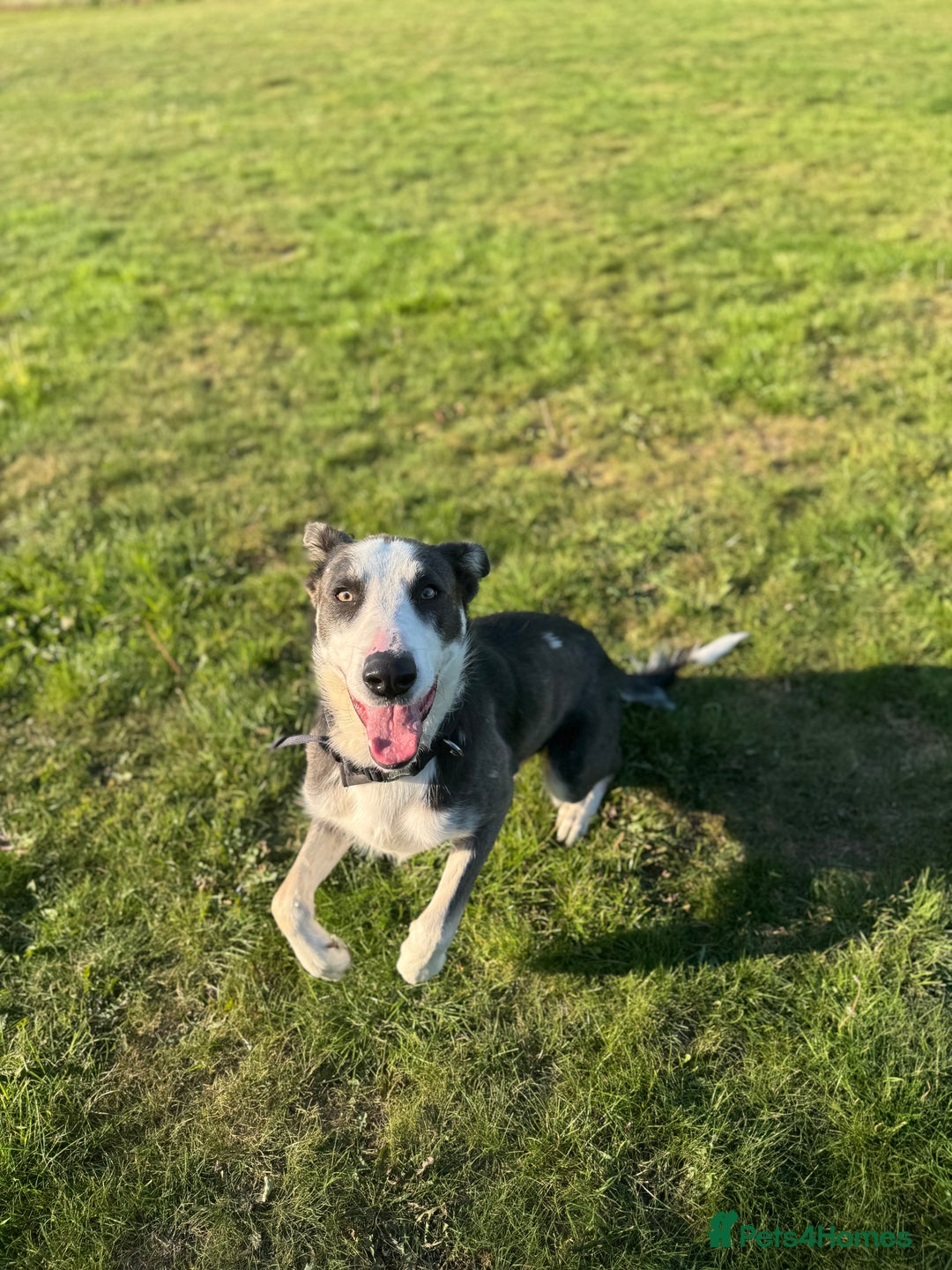 Mixed Breed dogs for sale: German shepherd cross border collie  - Advert 7