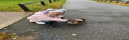 Miniature Dachshund dogs for sale: 2 year old Mini Dachshund  - Advert 7
