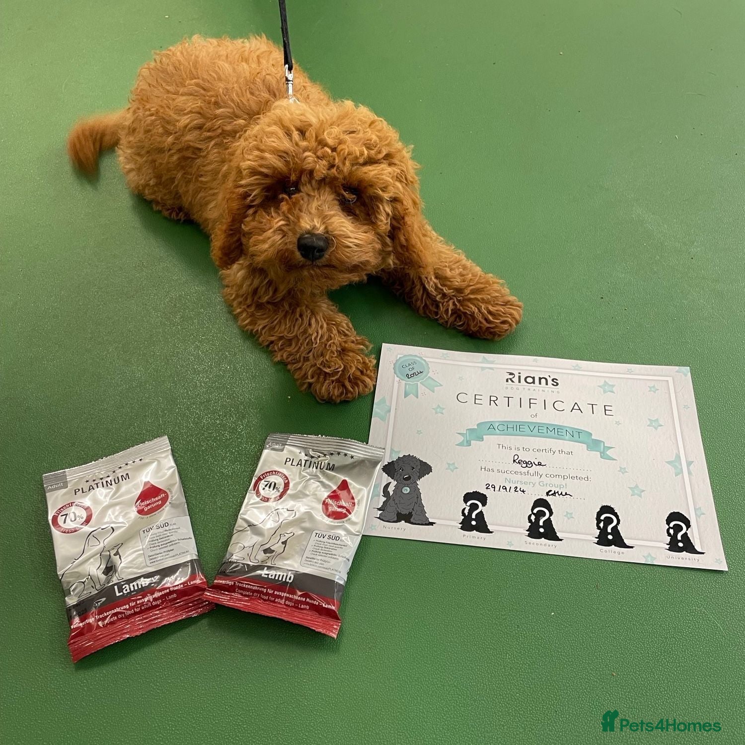Cavapoo dogs DNA TESTED PARENTS & GRANDPARENTS TOY CAVAPOO   - Advert 1