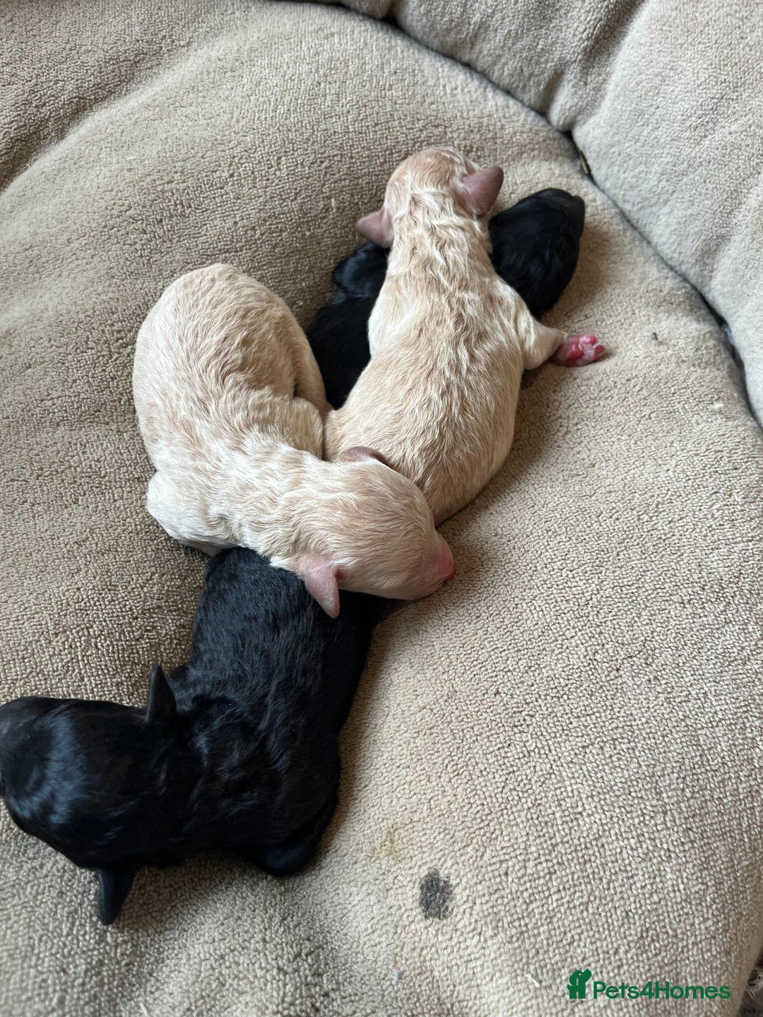 Miniature Poodle dogs for sale: Gorgeous miniature poodle pups - Image 4