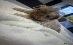 Shih Tzu dogs for sale: 🐶Imperial ShihTzu Puppies–Exceptional Bloodline🐶 - Image 22