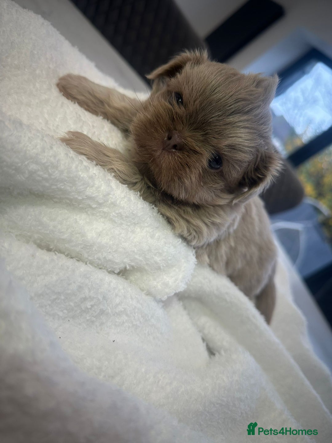 Shih Tzu dogs for sale: 🐶Imperial ShihTzu Puppies–Exceptional Bloodline🐶 - Image 22