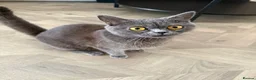 British Shorthair cats for sale: Grey Female British Shorthair - 1 Year Old in Birmingham - Advert 4