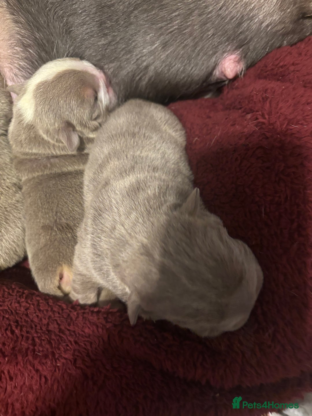 English Bulldog dogs for sale: 4 beautiful strong puppies - Advert 13