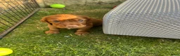 Cocker Spaniel dogs for sale: working cocker spaniels  - Advert 25