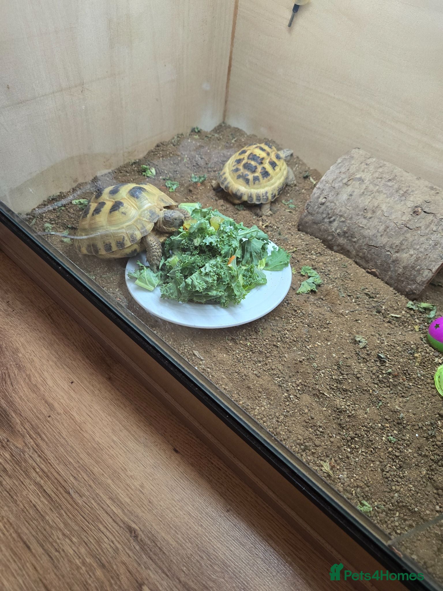 Tortoise reptiles 2 horsefield tortoises - Advert 14