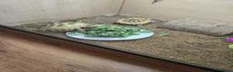 Tortoise reptiles for sale: 2 horsefield tortoises in London - Advert 1
