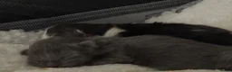 Maine Coon cats for sale: Maine coon kittens Tica registered parents  - Advert 16