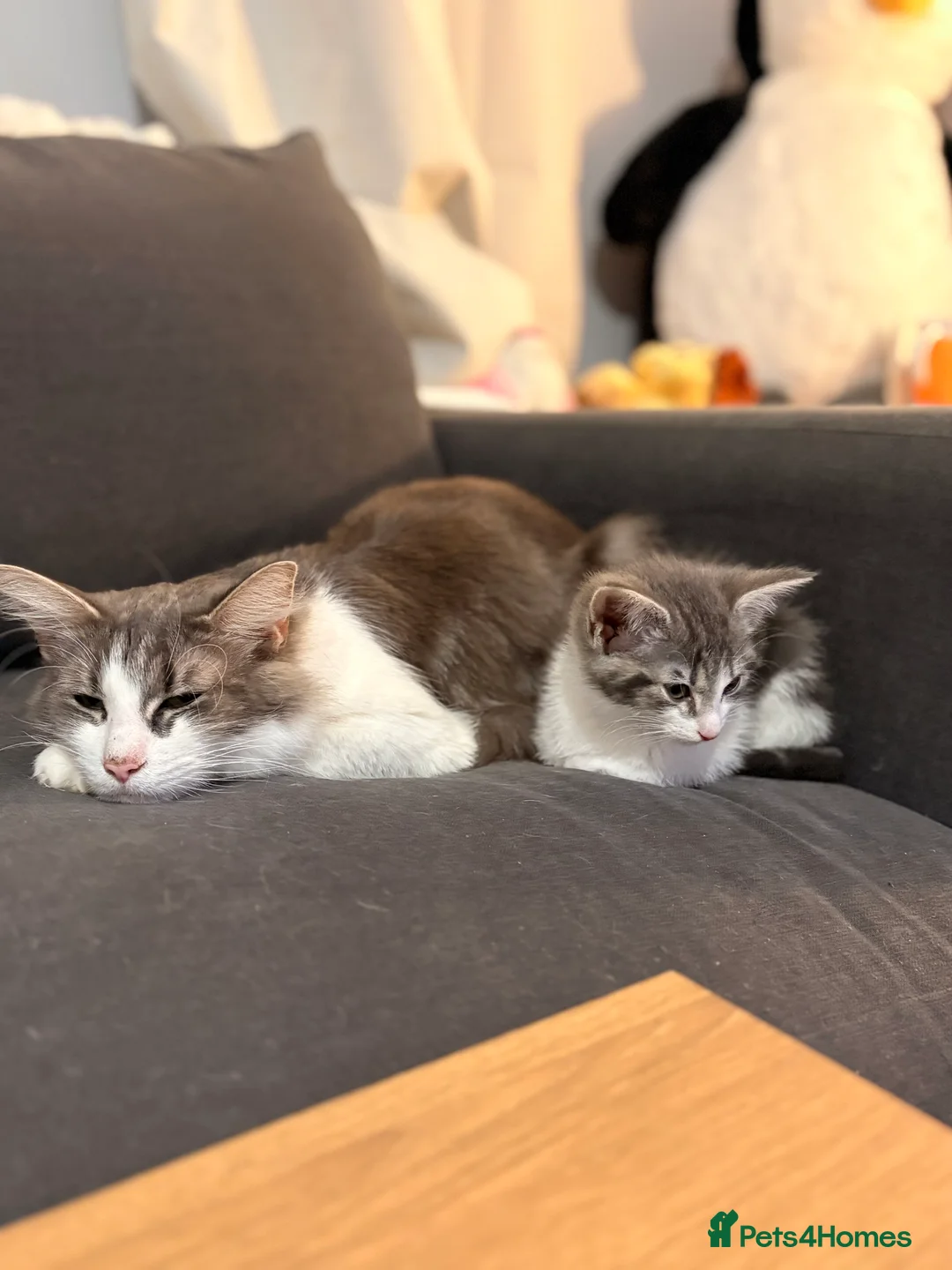 Mixed Breed cats for sale: Half bengal and Norwegian forest cat in Worcester Park - Advert 1